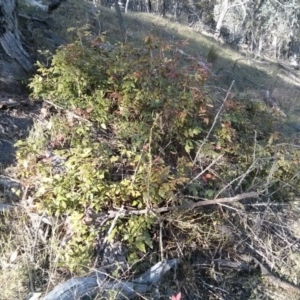 Berberis aquifolium at Majura, ACT - 5 Nov 2017 05:23 PM