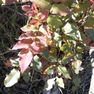 Berberis aquifolium at Majura, ACT - 5 Nov 2017
