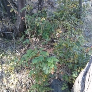 Berberis aquifolium at Majura, ACT - 5 Nov 2017 05:23 PM