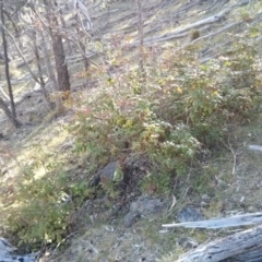 Berberis aquifolium at Majura, ACT - 5 Nov 2017