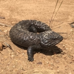 Tiliqua rugosa (Shingleback Lizard) at Bungendore, NSW - 4 Nov 2017 by yellowboxwoodland