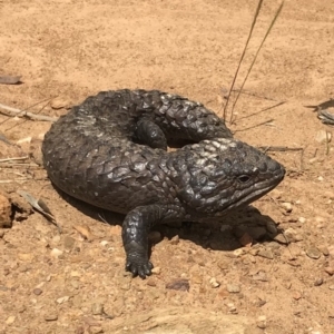 Tiliqua rugosa at Bungendore, NSW - 4 Nov 2017