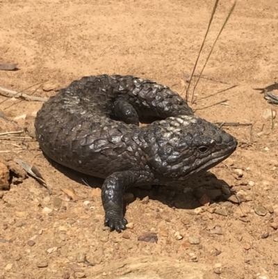 Tiliqua rugosa (Shingleback Lizard) at QPRC LGA - 4 Nov 2017 by yellowboxwoodland