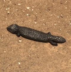 Tiliqua rugosa at Bungendore, NSW - 4 Nov 2017