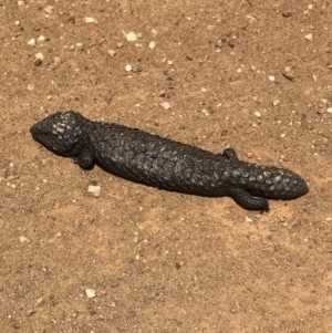 Tiliqua rugosa at Bungendore, NSW - 4 Nov 2017