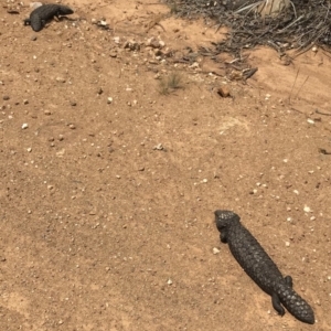 Tiliqua rugosa at Bungendore, NSW - 4 Nov 2017