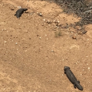 Tiliqua rugosa at Bungendore, NSW - 4 Nov 2017