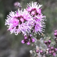 Kunzea parvifolia (Violet Kunzea) at QPRC LGA - 4 Nov 2017 by yellowboxwoodland