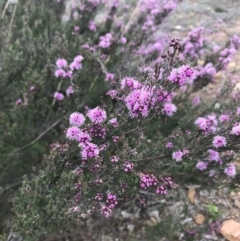 Kunzea parvifolia at Bungendore, NSW - 4 Nov 2017