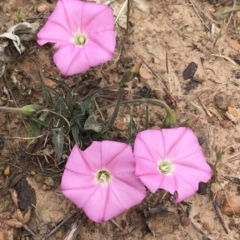 Convolvulus angustissimus subsp. angustissimus (Australian Bindweed) at QPRC LGA - 4 Nov 2017 by yellowboxwoodland