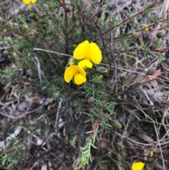 Gompholobium huegelii (pale wedge–pea) at Bungendore, NSW - 5 Nov 2017 by yellowboxwoodland