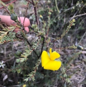 Gompholobium huegelii at Bungendore, NSW - 5 Nov 2017 09:05 PM