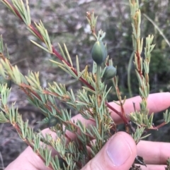 Gompholobium huegelii at Bungendore, NSW - 5 Nov 2017 09:05 PM