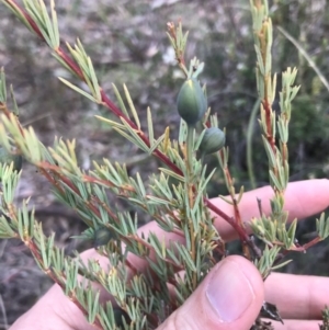 Gompholobium huegelii at Bungendore, NSW - 5 Nov 2017 09:05 PM