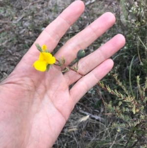 Gompholobium huegelii at Bungendore, NSW - 5 Nov 2017 09:05 PM