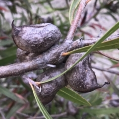 Hakea eriantha (Tree Hakea) at QPRC LGA - 5 Nov 2017 by yellowboxwoodland