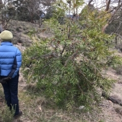 Hakea eriantha at Bungendore, NSW - 5 Nov 2017