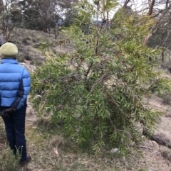 Hakea eriantha at Bungendore, NSW - 5 Nov 2017 09:08 PM