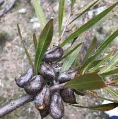 Hakea eriantha at Bungendore, NSW - 5 Nov 2017