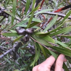 Hakea eriantha at Bungendore, NSW - 5 Nov 2017 09:08 PM