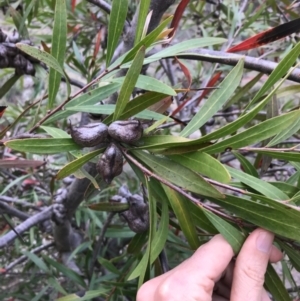 Hakea eriantha at Bungendore, NSW - 5 Nov 2017