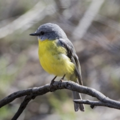 Eopsaltria australis (Eastern Yellow Robin) at Acton, ACT - 29 Sep 2017 by Alison Milton