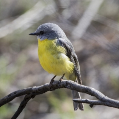 Eopsaltria australis (Eastern Yellow Robin) at ANBG - 29 Sep 2017 by Alison Milton