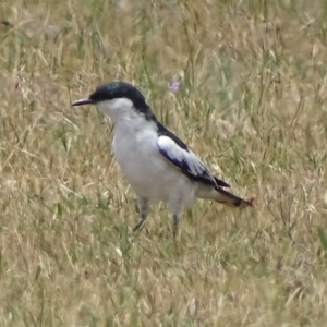 Lalage tricolor at Hume, ACT - 5 Nov 2017 01:19 PM