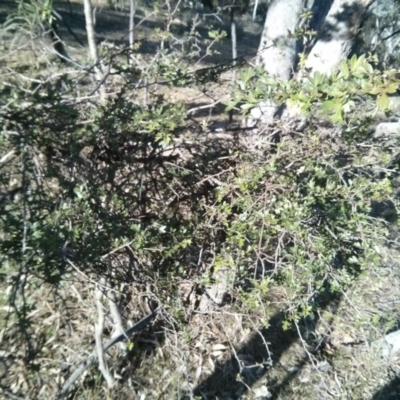 Crataegus monogyna (Hawthorn) at Majura, ACT - 5 Nov 2017 by WalterEgo