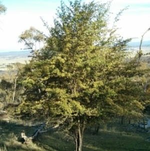 Crataegus monogyna at Majura, ACT - 5 Nov 2017