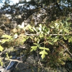 Crataegus monogyna at Majura, ACT - 5 Nov 2017