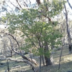 Celtis australis (Nettle Tree) at Mount Ainslie - 5 Nov 2017 by WalterEgo