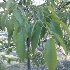 Celtis australis at Majura, ACT - 5 Nov 2017 05:27 PM