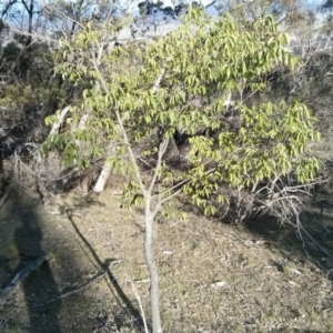 Celtis australis at Majura, ACT - 5 Nov 2017