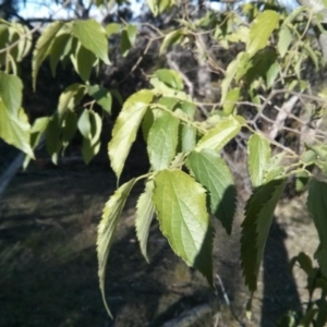 Celtis australis at Majura, ACT - 5 Nov 2017