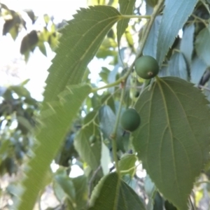 Celtis australis at Majura, ACT - 5 Nov 2017