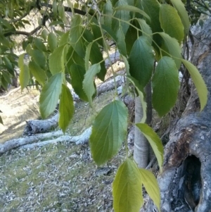 Celtis australis at Majura, ACT - 5 Nov 2017