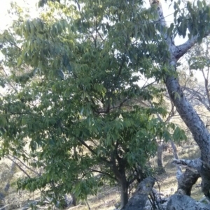 Celtis australis at Majura, ACT - 5 Nov 2017