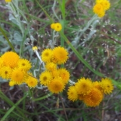 Chrysocephalum apiculatum (Common Everlasting) at Little Taylor Grasslands - 5 Nov 2017 by RosemaryRoth