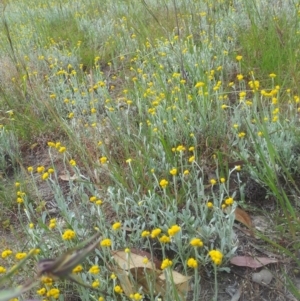 Chrysocephalum apiculatum at Kambah, ACT - 5 Nov 2017