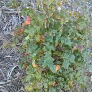 Berberis aquifolium at Majura, ACT - 5 Nov 2017