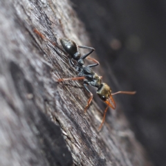 Myrmecia sp., pilosula-group (Jack jumper) at Black Mountain - 4 Nov 2017 by David