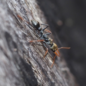 Myrmecia sp., pilosula-group at Acton, ACT - 4 Nov 2017