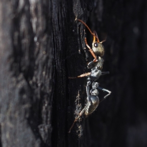 Myrmecia sp., pilosula-group at Acton, ACT - 4 Nov 2017