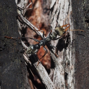 Myrmecia sp., pilosula-group at Acton, ACT - 4 Nov 2017