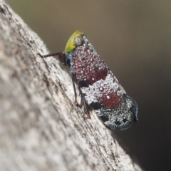 Platybrachys decemmacula (Green-faced gum hopper) at Point 5832 - 4 Nov 2017 by David