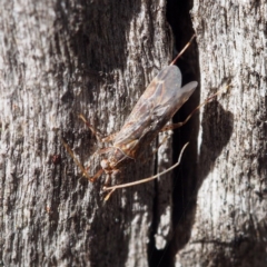 Miridae (family) (Unidentified plant bug) at Point 5831 - 4 Nov 2017 by David