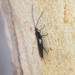 Callibracon capitator (White Flank Black Braconid Wasp) at Acton, ACT - 4 Nov 2017 by David
