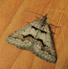 Dichromodes atrosignata (Black-signed Heath Moth ) at Pine Island to Point Hut - 21 Oct 2017 by michaelb