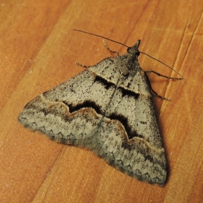 Dichromodes atrosignata (Black-signed Heath Moth ) at Pine Island to Point Hut - 21 Oct 2017 by michaelb